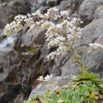 saxifraga cotyledon 3