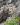 saxifraga cotyledon 3