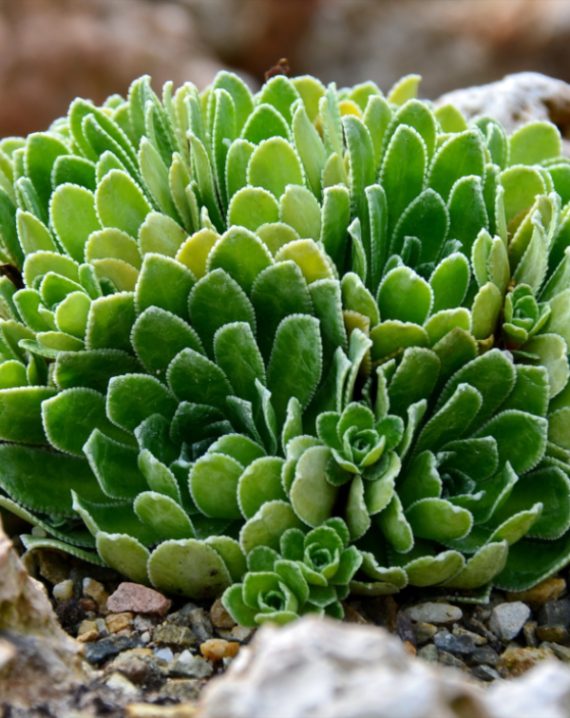 saxifraga cotyledon