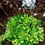 saxifraga urbium 1
