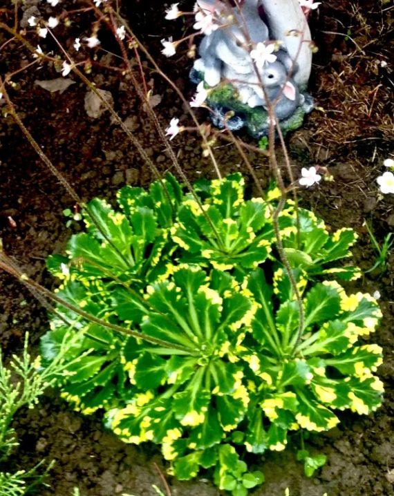 saxifraga urbium 1