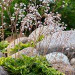 saxifraga urbium