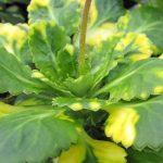 saxifraga urbium 2
