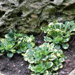 saxifraga urbium 3