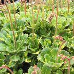 saxifraga urbium 6