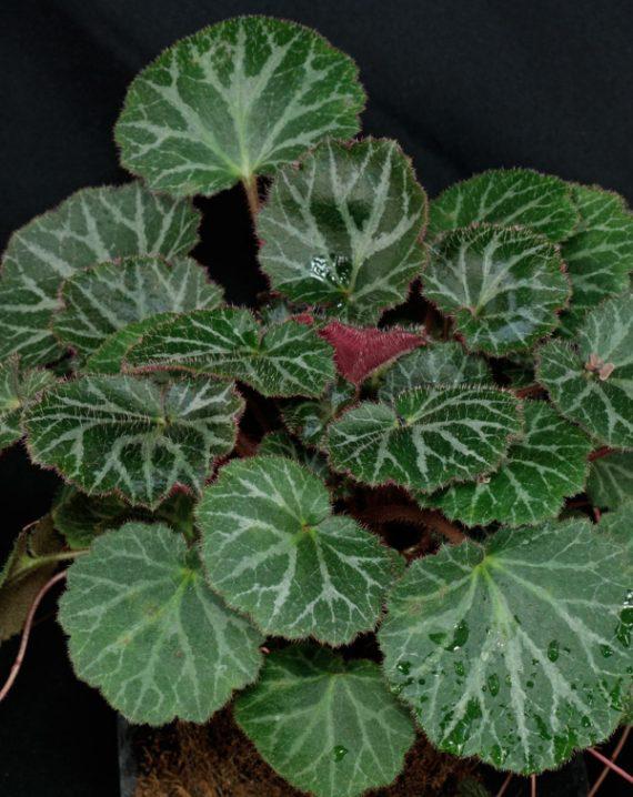 saxigraga stolonifera 1