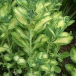 sedum alboroseum mediovariegatum 2