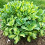 sedum alboroseum mediovariegatum 3