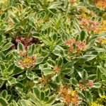 sedum kamtschaticum variegatum