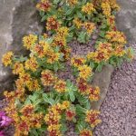 sedum kamtschaticum variegatum 2