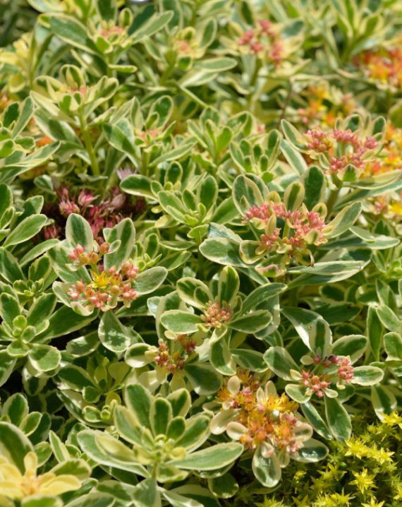 sedum kamtschaticum variegatum