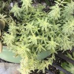 sedum lineare variegatum 1