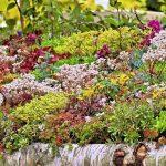 sedum mix 5