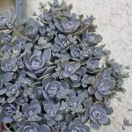 sedum orostachys iwarenge 2
