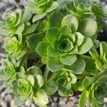 sedum orostachys malacophylla 1