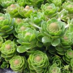 sedum orostachys malacophylla 2