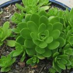 sedum orostachys malacophylla 3