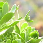 sedum orostachys malacophylla 4