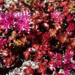 sedum phedimus spurius 1