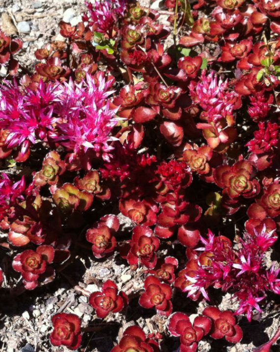 sedum phedimus spurius 1