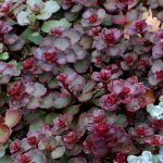sedum phedimus spurius