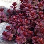 sedum phedimus spurius 2