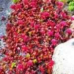 sedum phedimus spurius 3