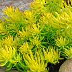 sedum rupestre angelina 1
