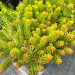 sedum rupestre angelina