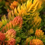 sedum rupestre angelina 3