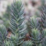sedum rupestre blue 1