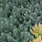 sedum rupestre blue