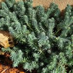 sedum rupestre blue 2