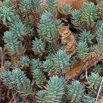 sedum rupestre blue 3