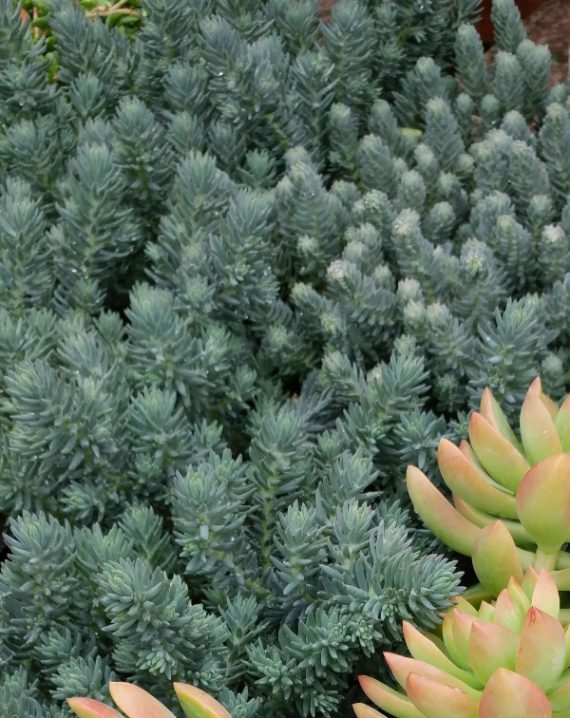sedum rupestre blue