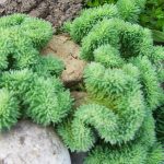 sedum rupestre cristatum 1