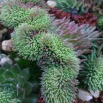 sedum rupestre cristatum 2