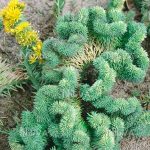 sedum rupestre cristatum 3