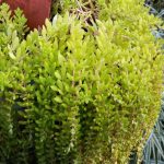 sedum sarmentosum bunge 1