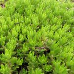 sedum sarmentosum bunge