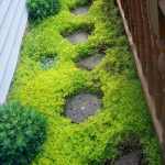 sedum sarmentosum bunge 2