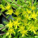 sedum sarmentosum bunge 3