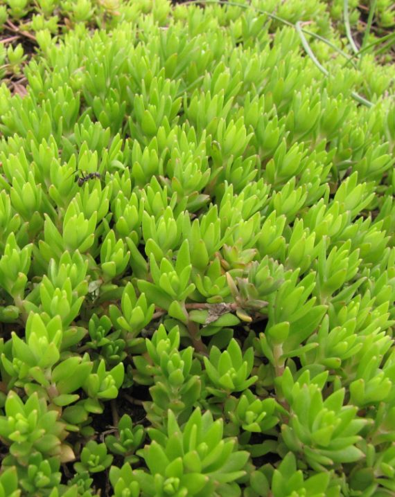 sedum sarmentosum bunge
