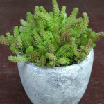sedum sexangulare 1