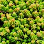 sedum sexangulare