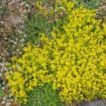 sedum sexangulare 2