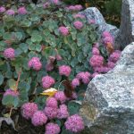 sedum sieboldii 1