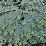 sedum sieboldii