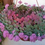 sedum sieboldii 2