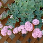 sedum sieboldii 3